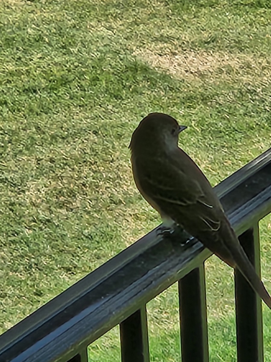 Eastern Wood-Pewee - ML620678678