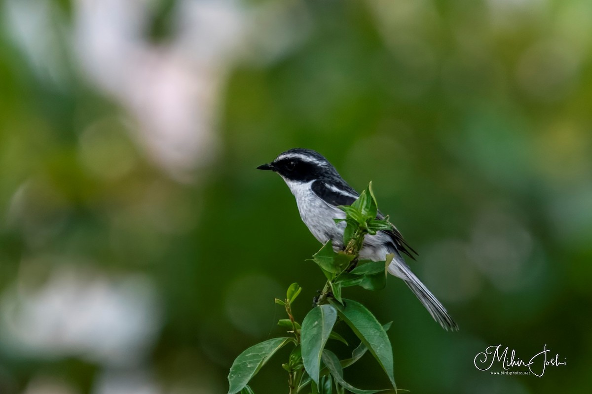 Gray Bushchat - ML620678679