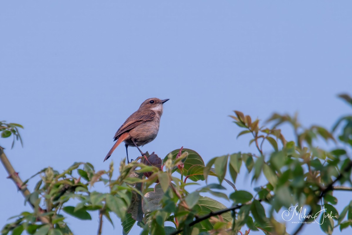 Gray Bushchat - ML620678680