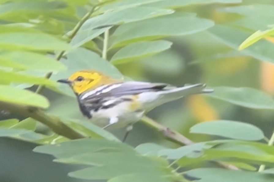 Black-throated Green Warbler - ML620678689