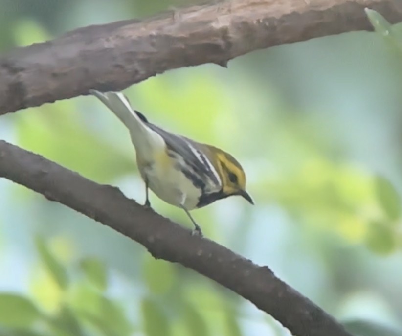 Black-throated Green Warbler - Brad Balliett