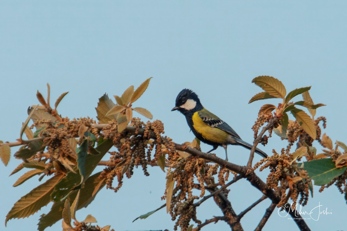 Green-backed Tit - ML620678696