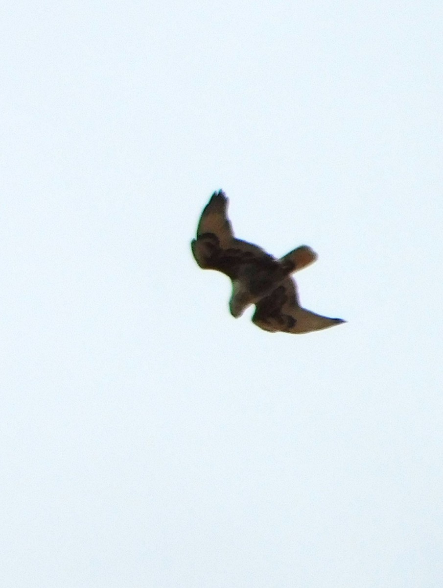 Ferruginous Hawk - Jon. Anderson