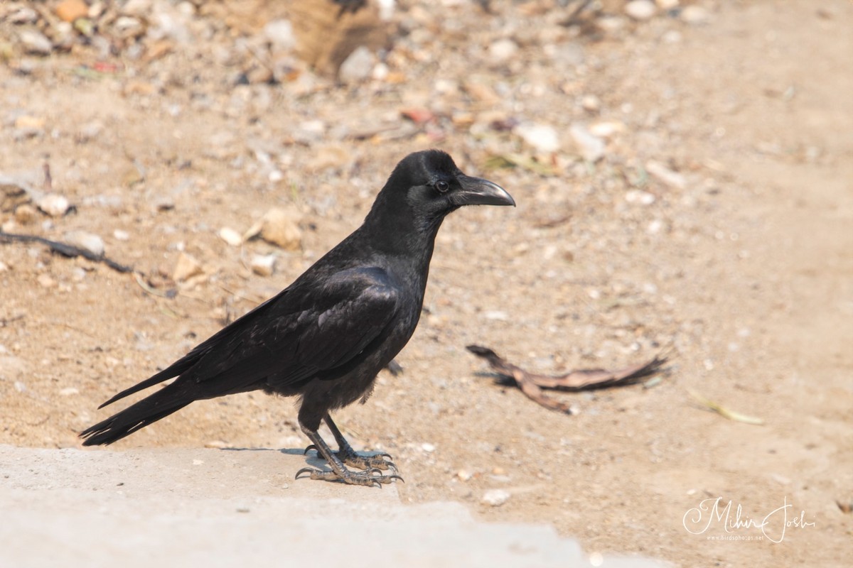 Large-billed Crow - ML620678705