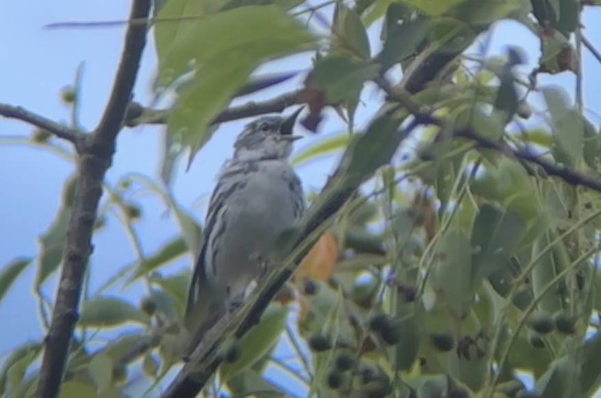 Cerulean Warbler - Brad Balliett