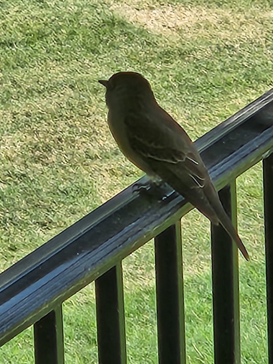 Eastern Wood-Pewee - ML620678711