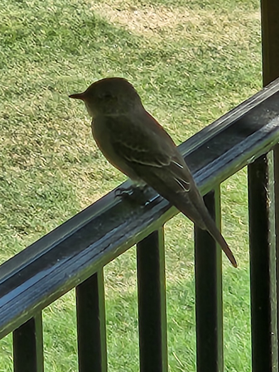 Eastern Wood-Pewee - ML620678715