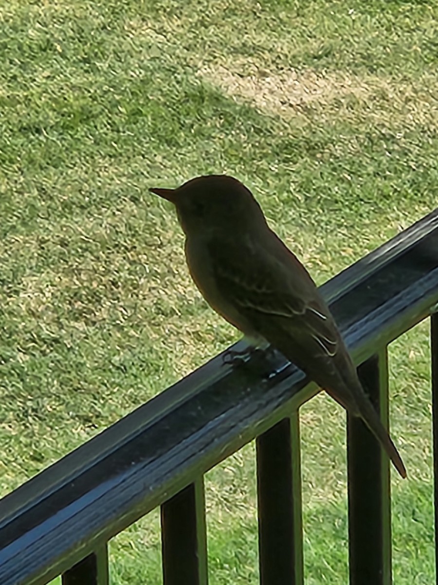 Eastern Wood-Pewee - ML620678718