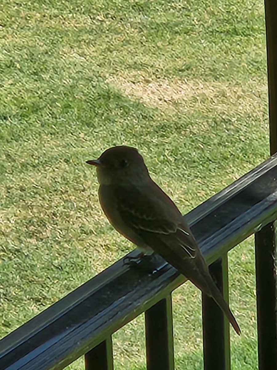 Eastern Wood-Pewee - ML620678728