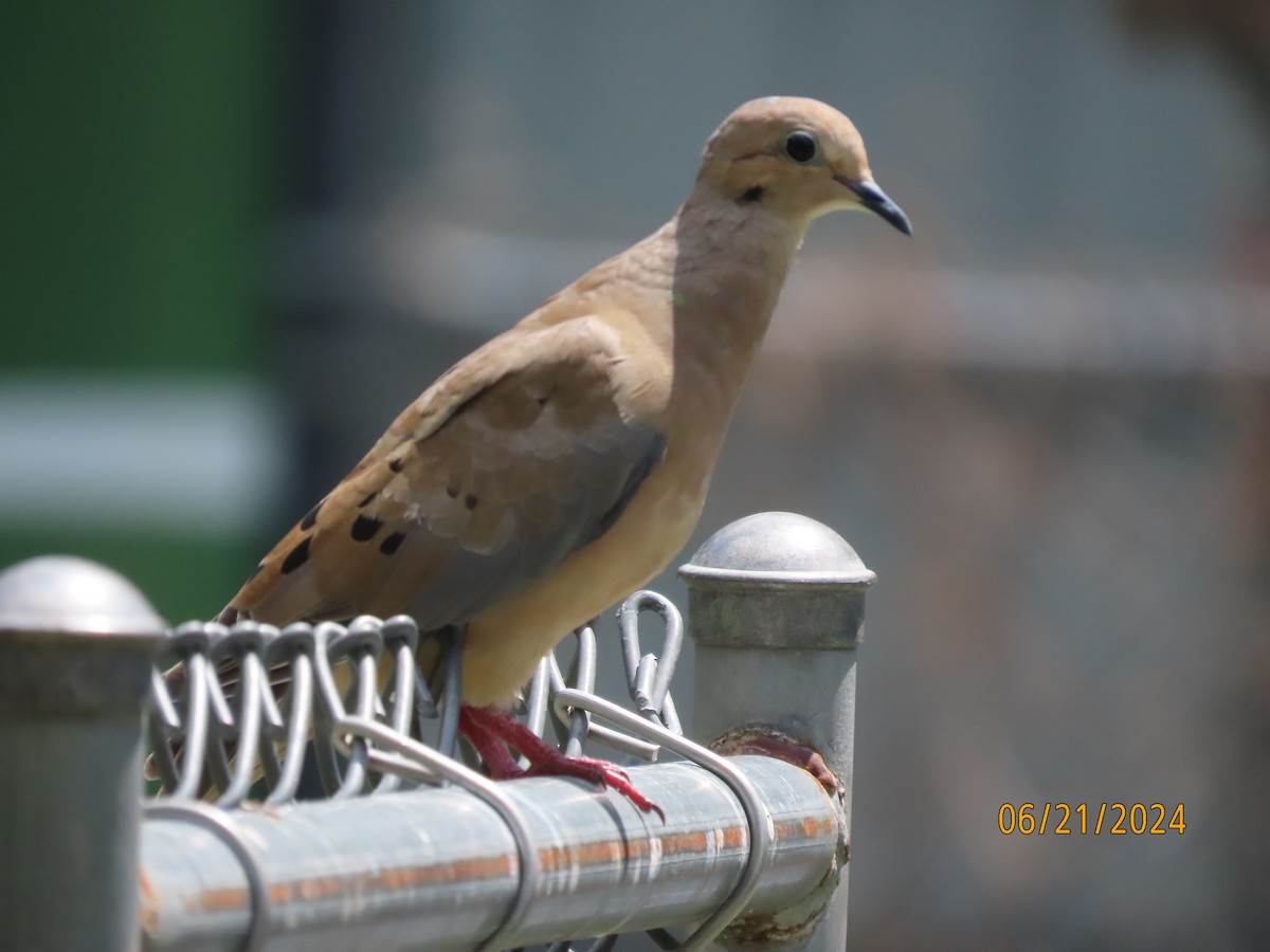 Mourning Dove - ML620678733