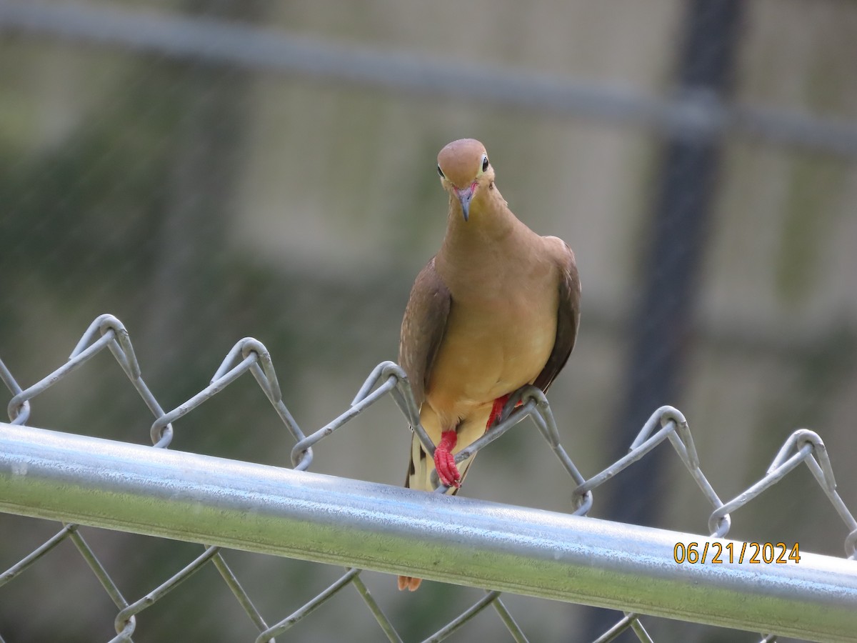 Mourning Dove - ML620678735