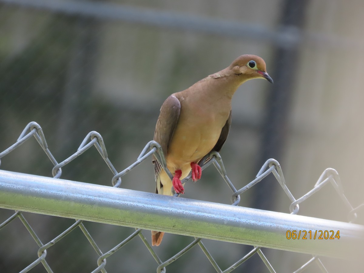 Mourning Dove - ML620678736