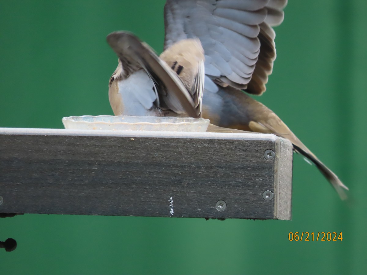 Mourning Dove - Susan Leake