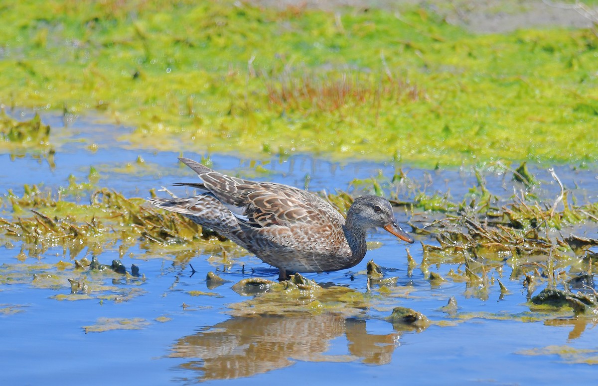 Gadwall - Carol Riddell