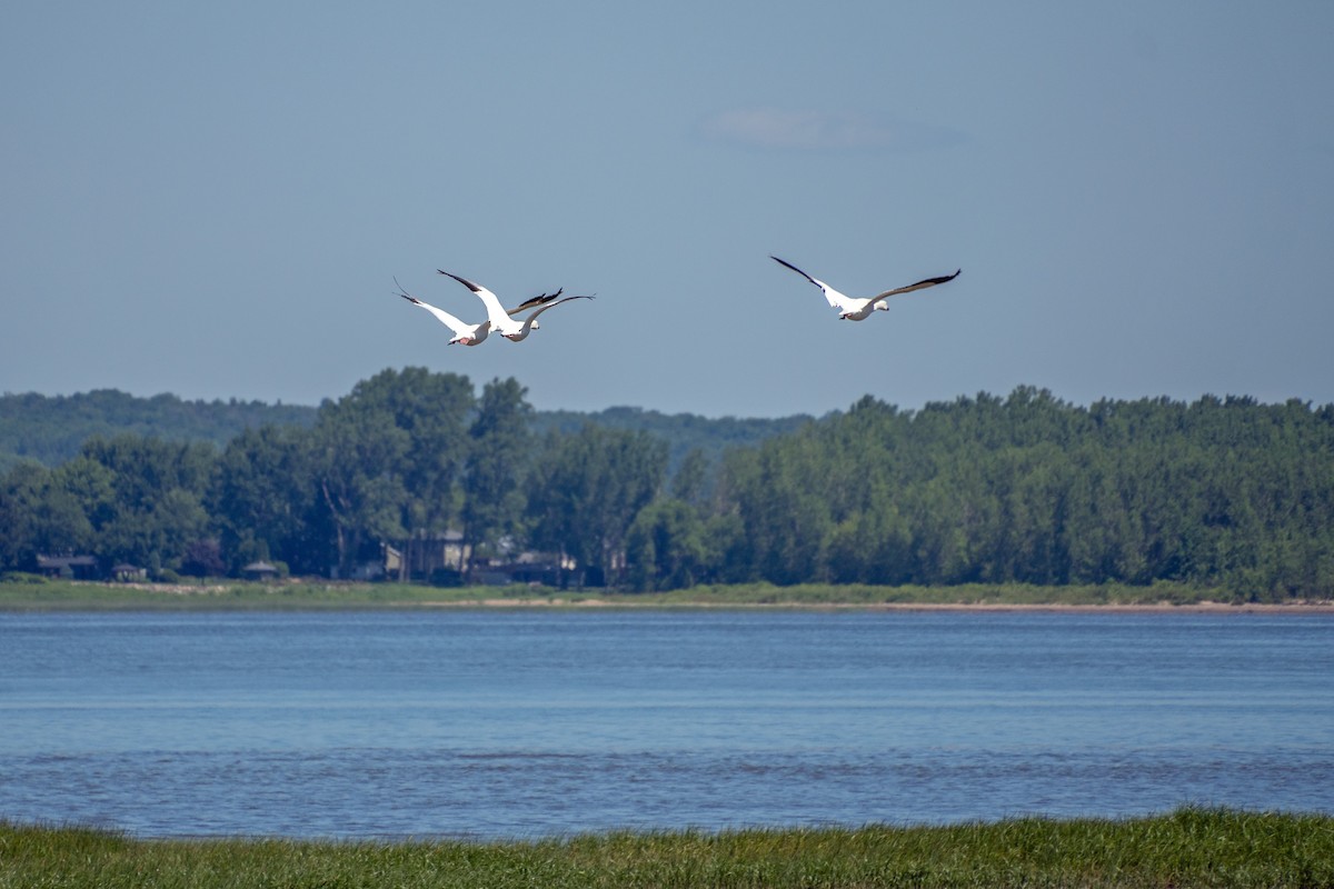 Snow Goose - ML620678742