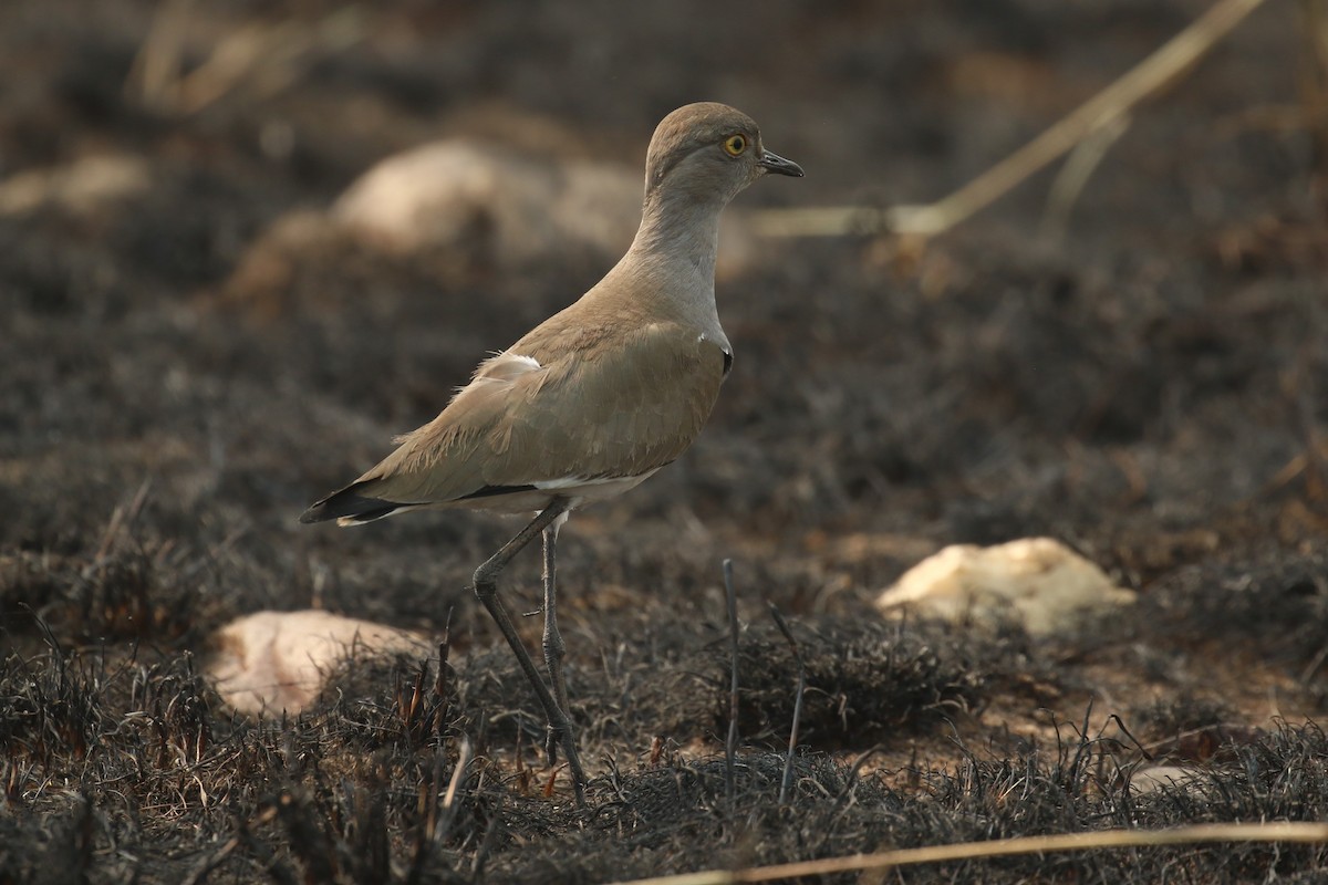 Senegal Lapwing - ML620678748