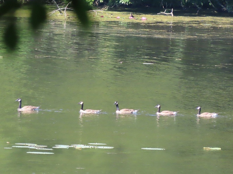 Canada Goose - ML620678751