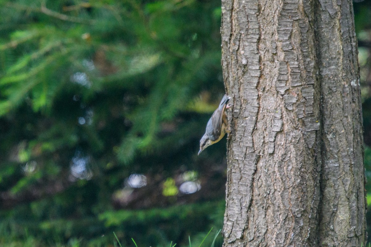 Eurasian Nuthatch - ML620678752