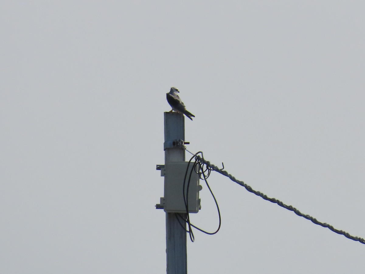 Black-winged Kite - Shilpa Gadgil