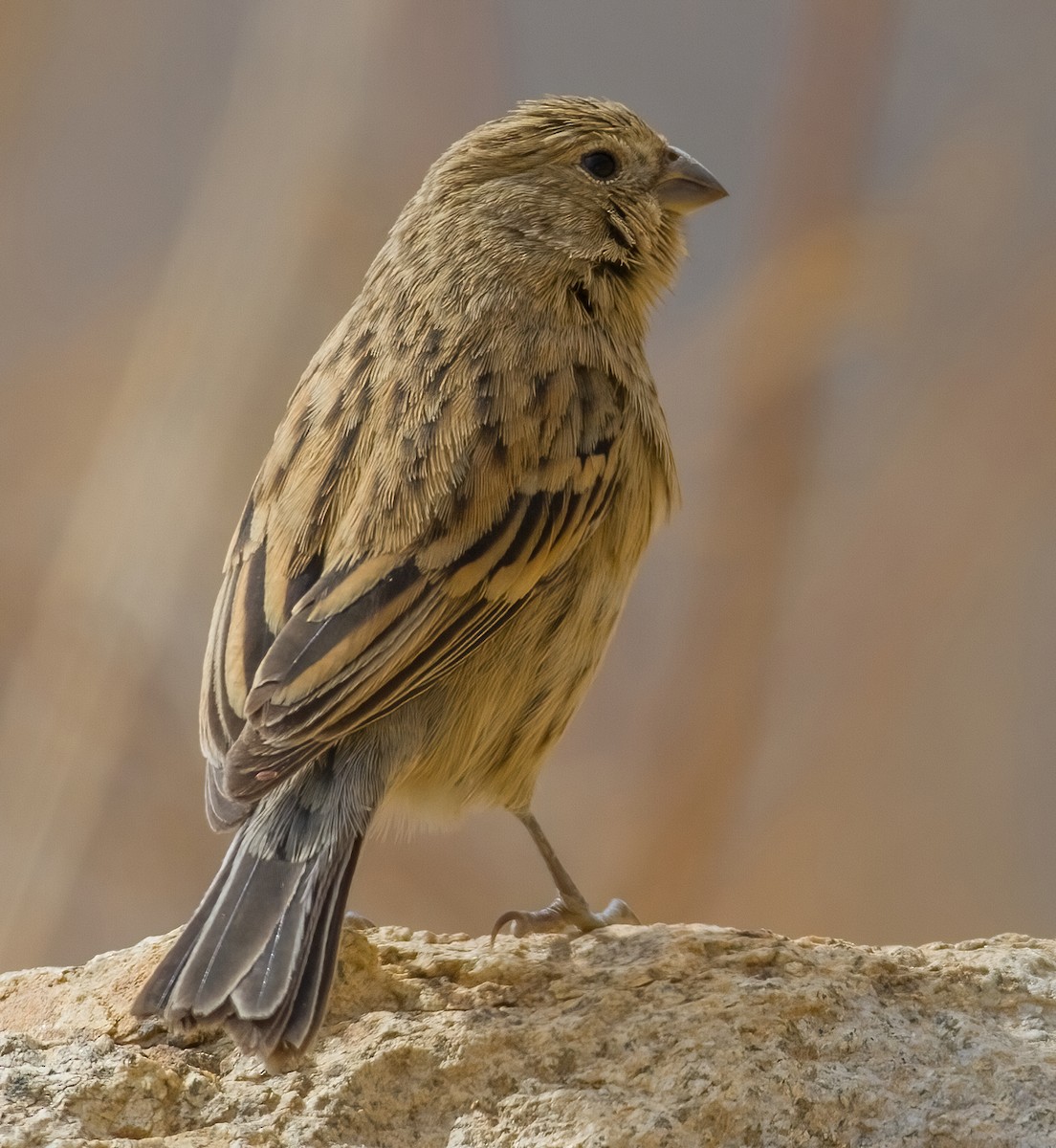 Band-tailed Seedeater - ML620678756