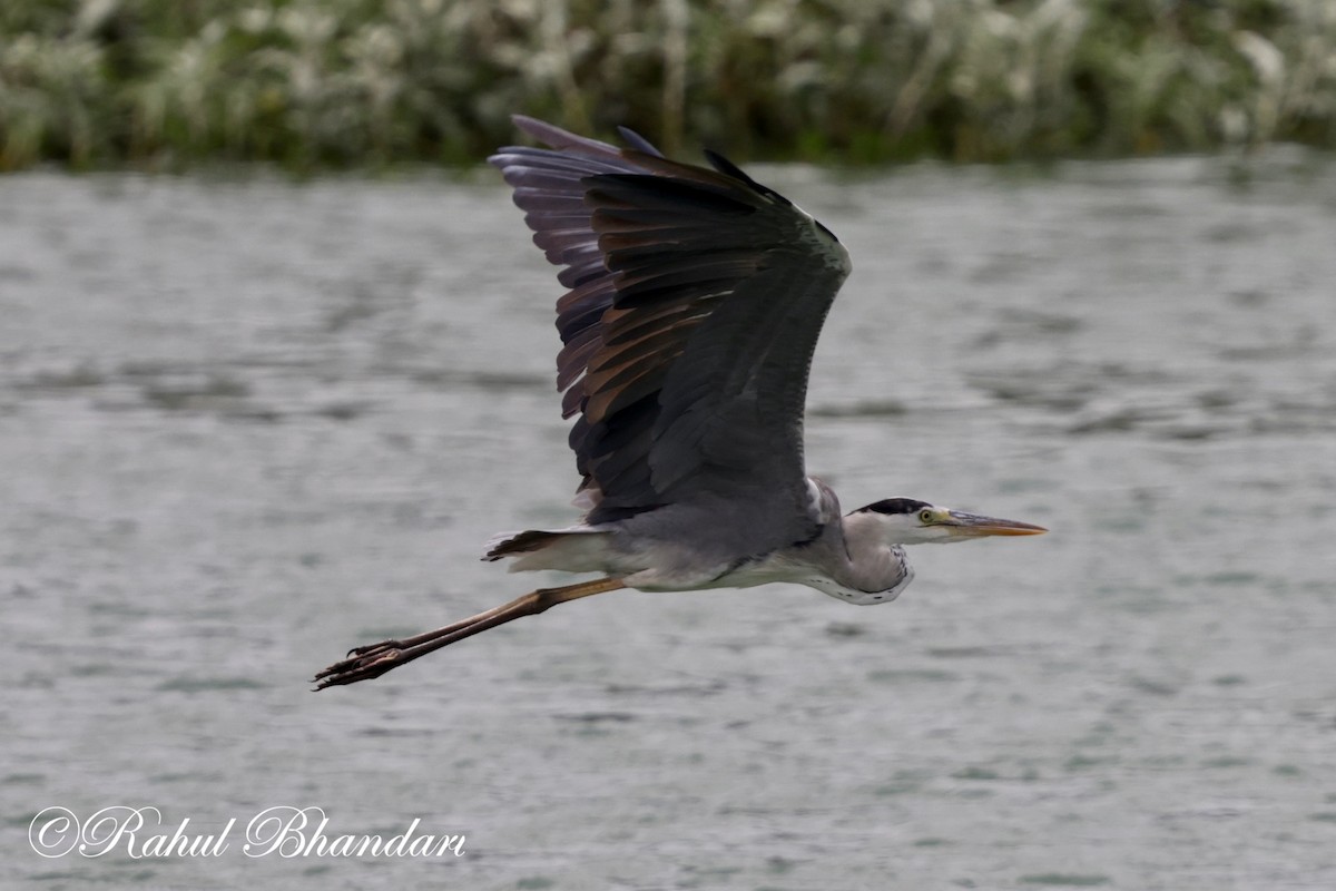 Gray Heron - Rahul Bhandari