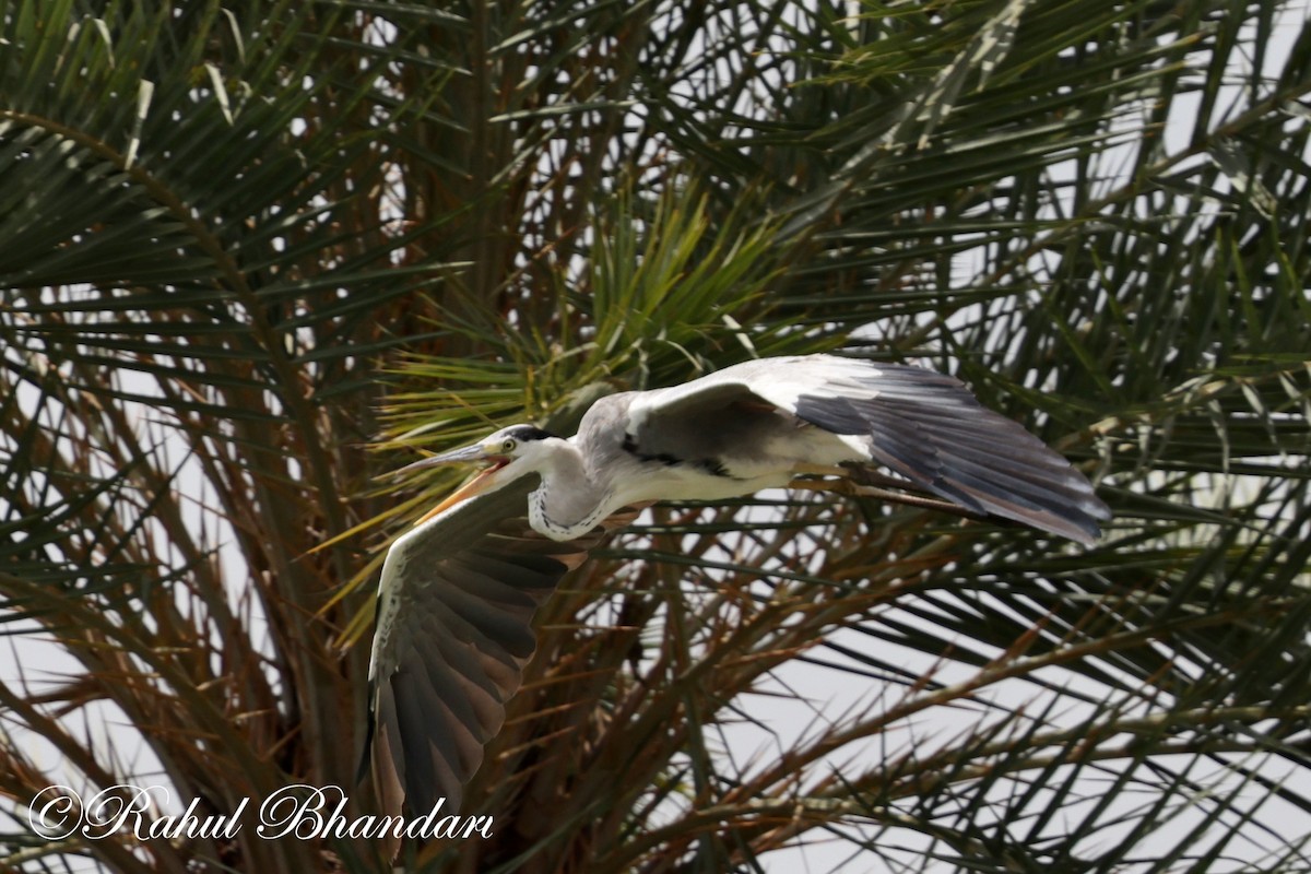 Gray Heron - Rahul Bhandari