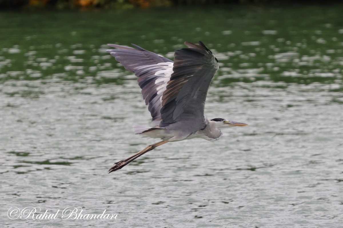 Gray Heron - ML620678762