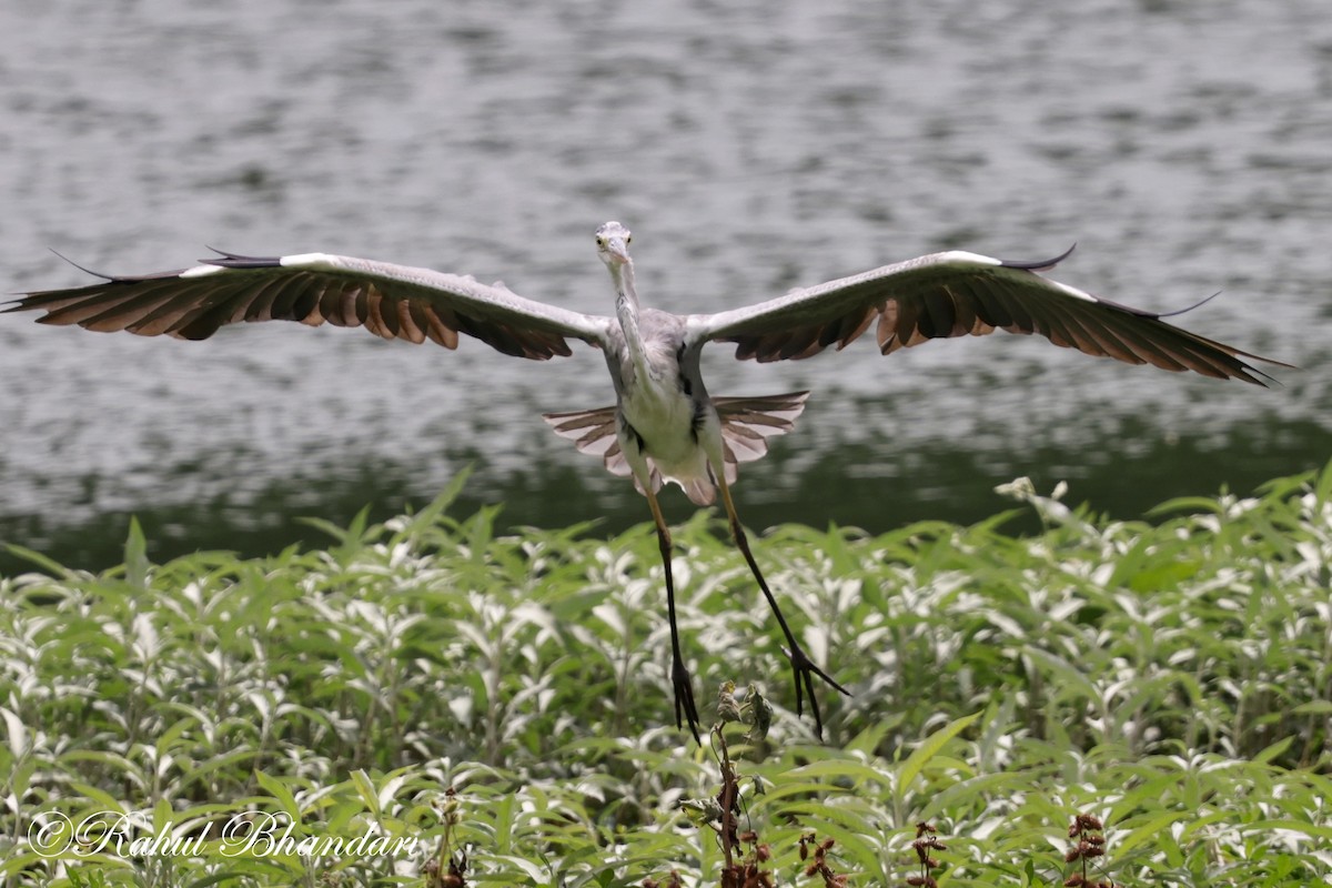 Gray Heron - ML620678763