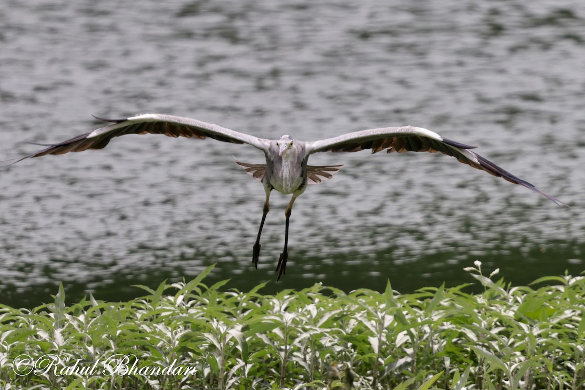 Gray Heron - ML620678764