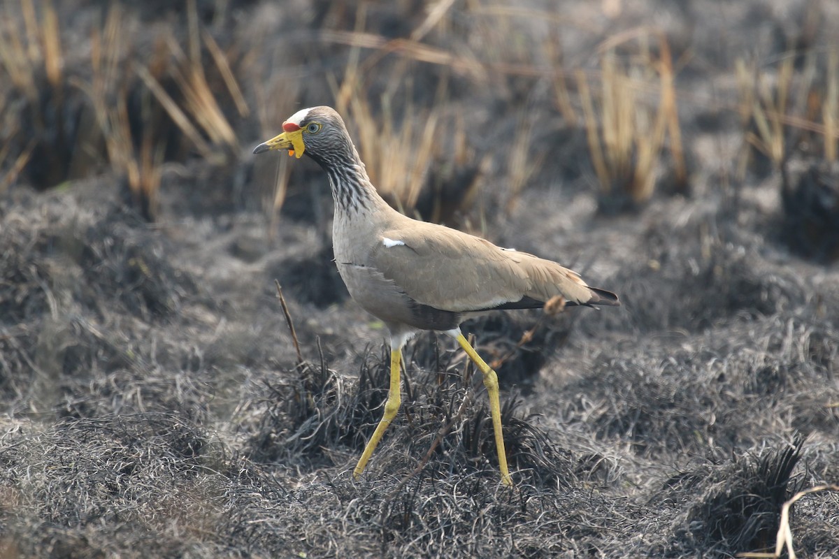 Wattled Lapwing - ML620678767