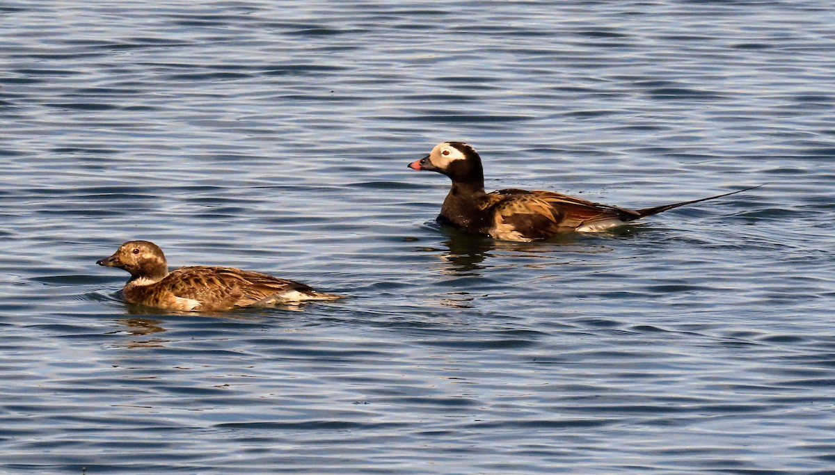 Long-tailed Duck - ML620678772