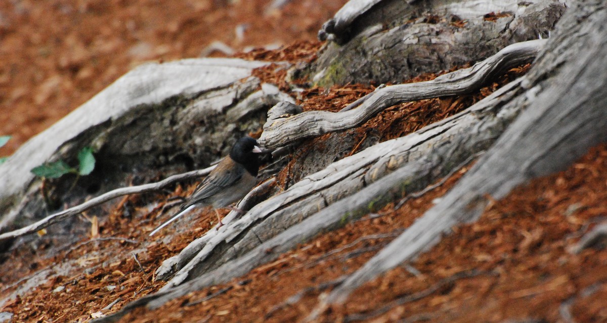 Junco Ojioscuro - ML620678773