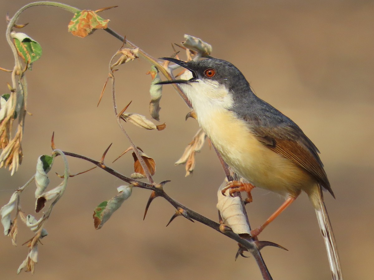 Ashy Prinia - ML620678774