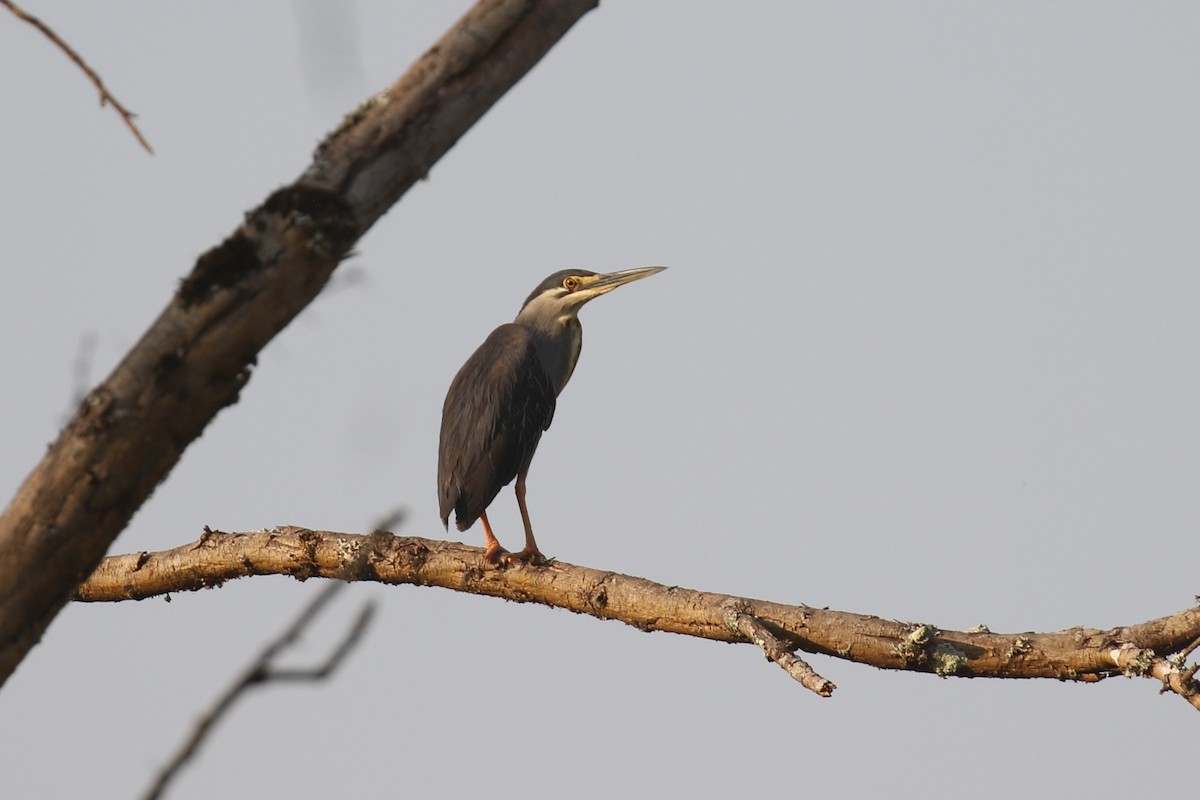 Black-crowned Night Heron - ML620678775