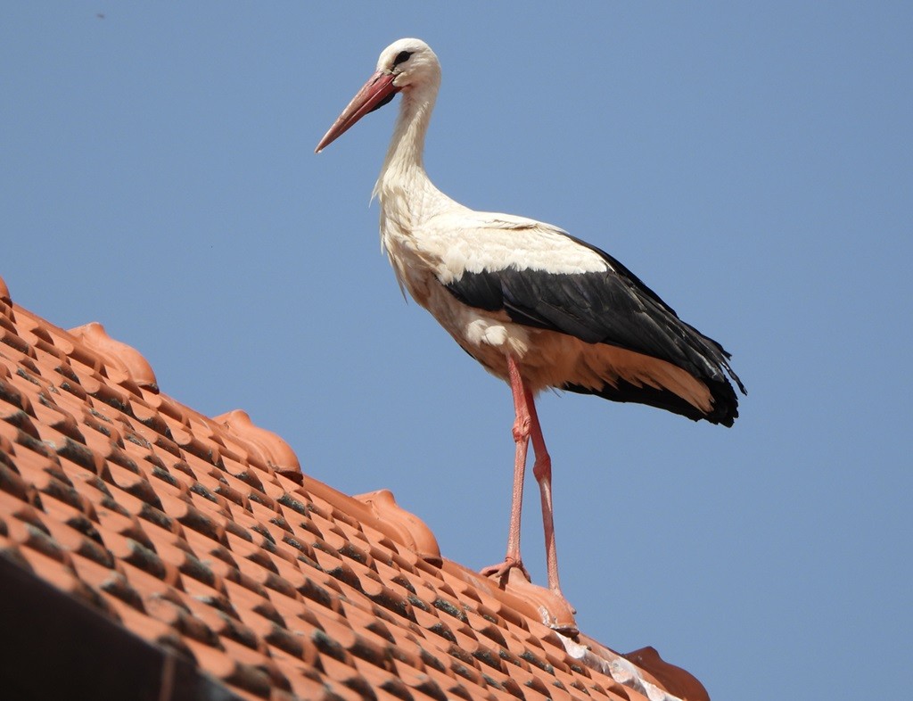 White Stork - ML620678777