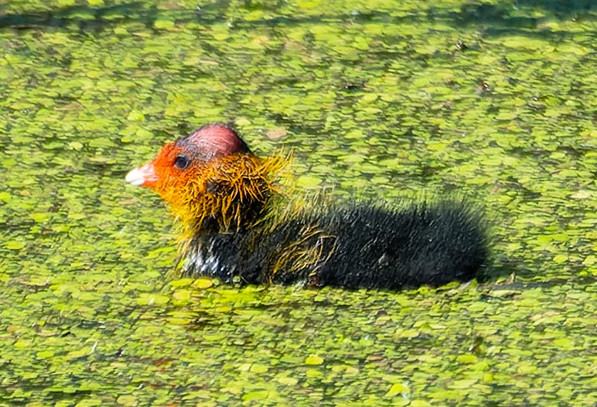 Eurasian Coot - ML620678781