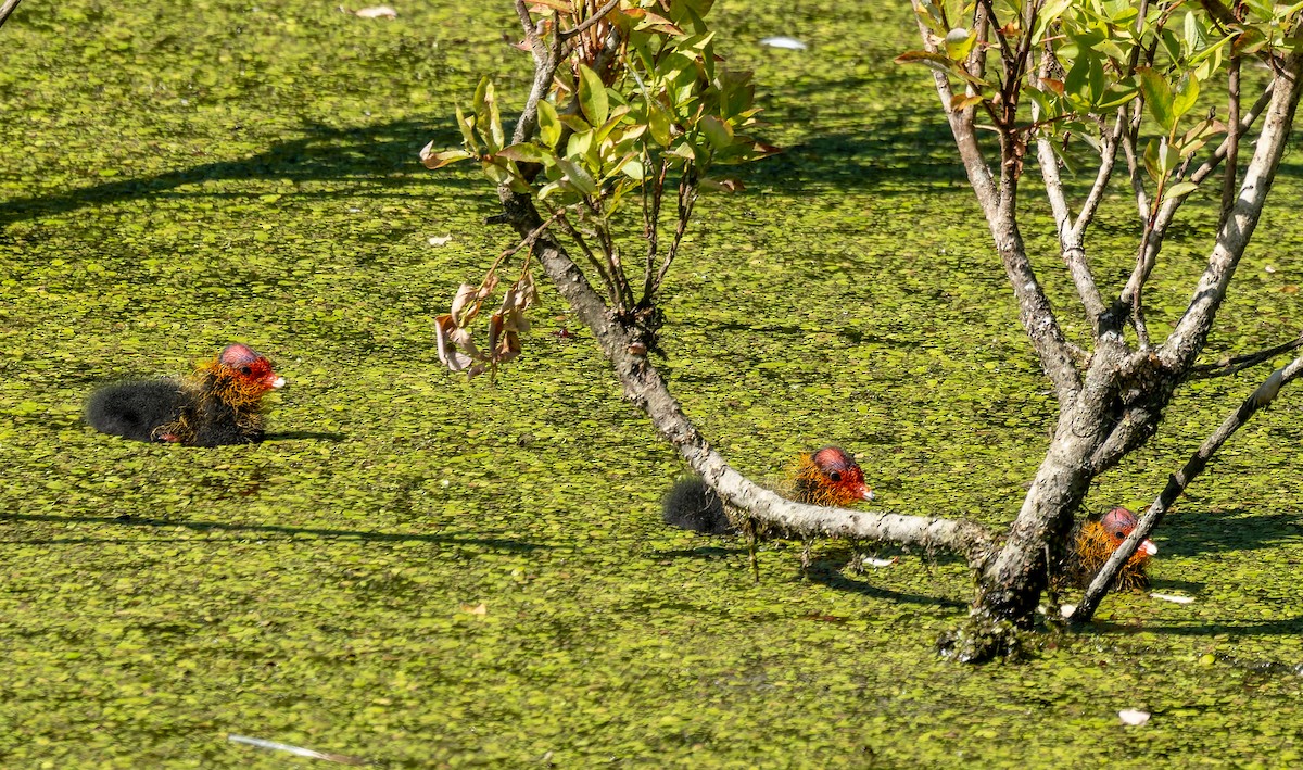 Eurasian Coot - ML620678782