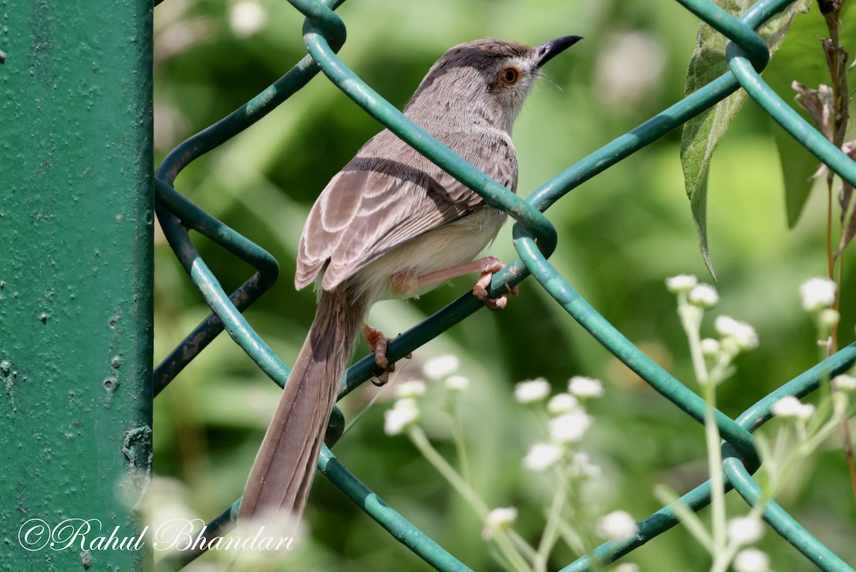 Plain Prinia - ML620678787