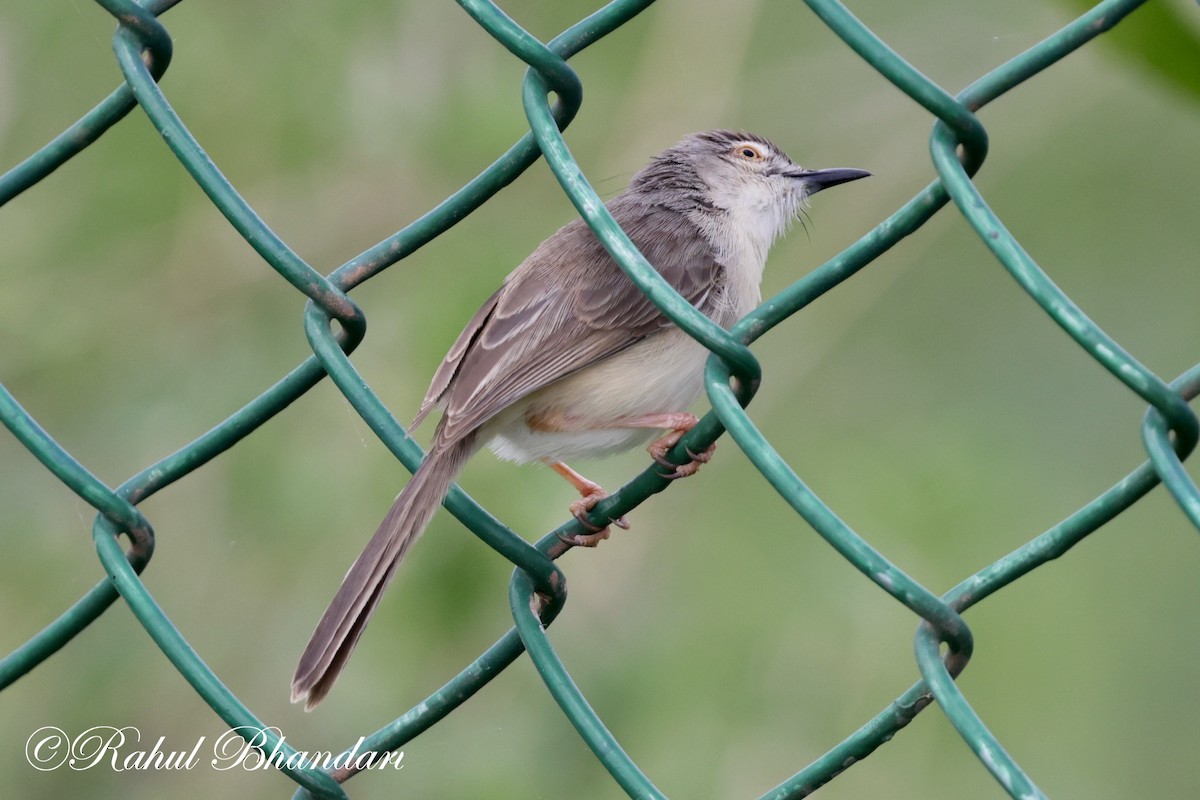 Plain Prinia - ML620678793