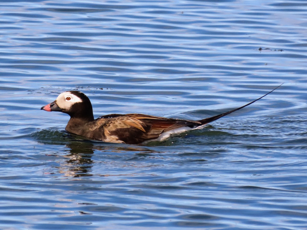 Long-tailed Duck - ML620678795