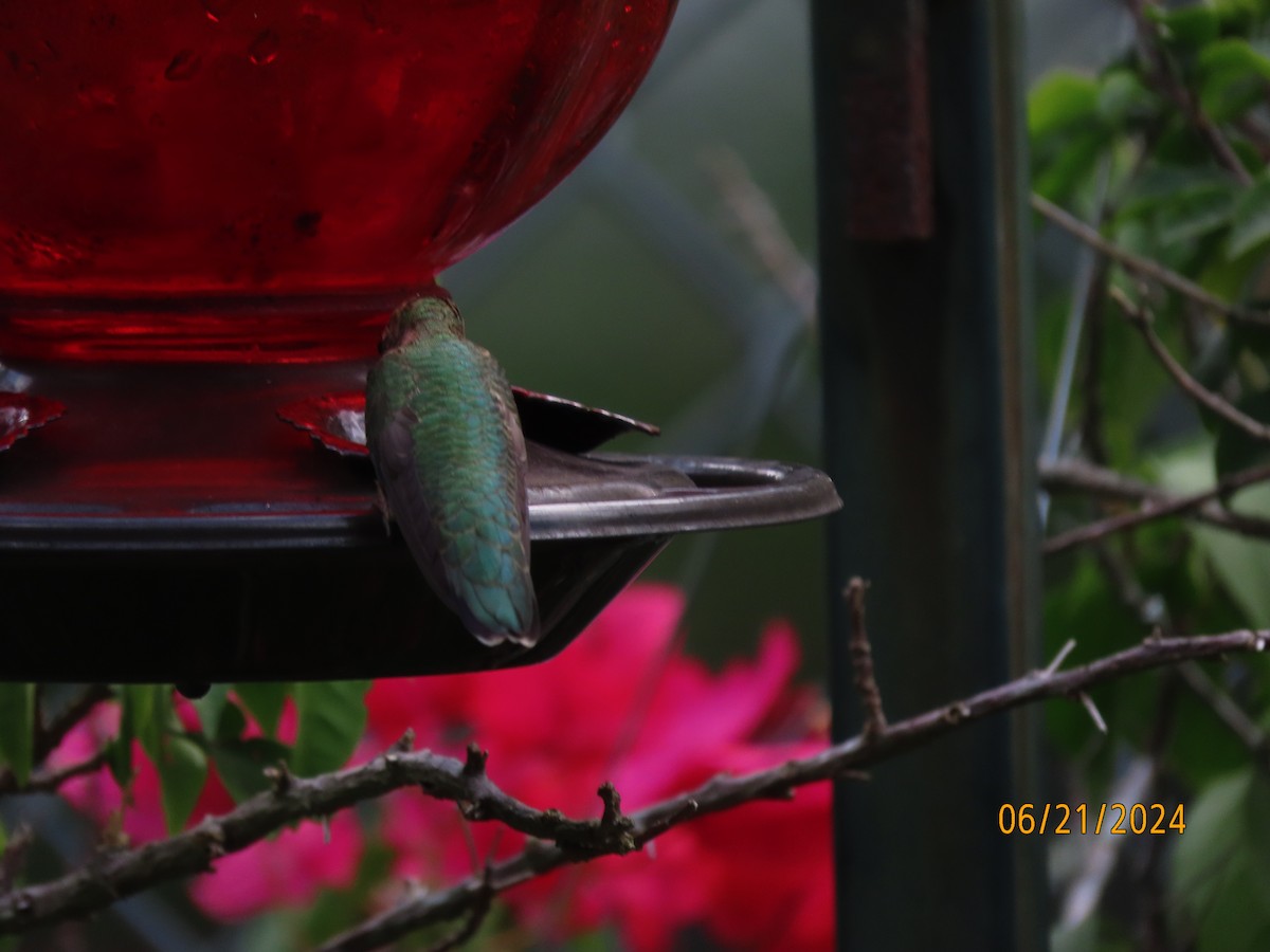 Ruby-throated Hummingbird - ML620678796