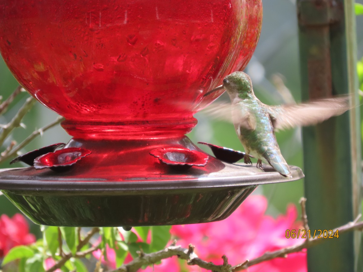 Ruby-throated Hummingbird - ML620678798