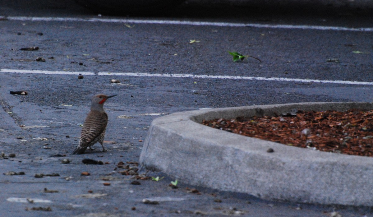 Northern Flicker - ML620678803