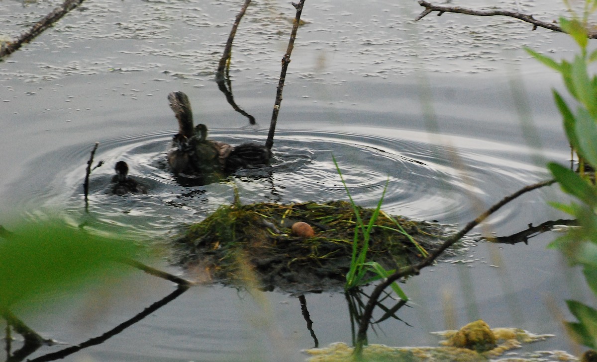 Pied-billed Grebe - ML620678808