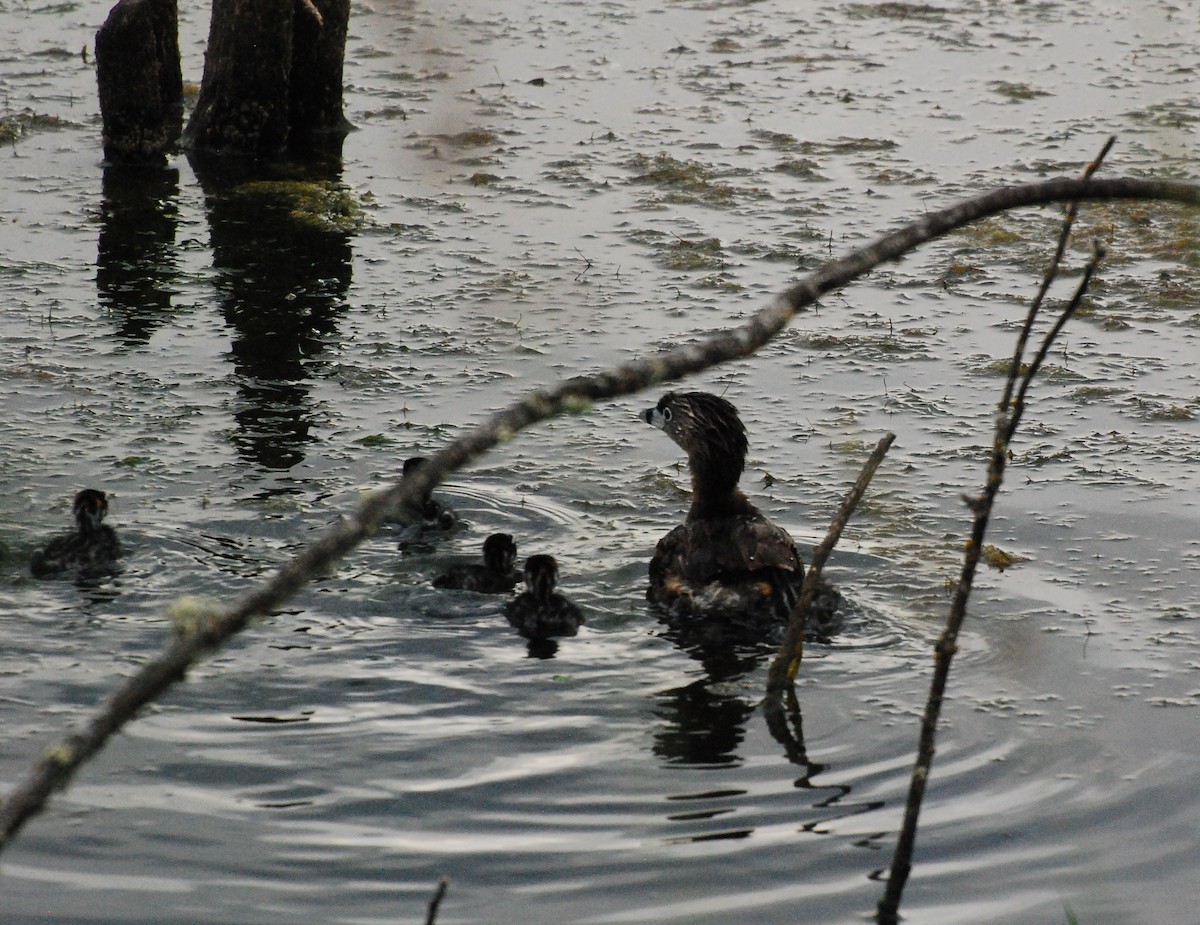 Pied-billed Grebe - ML620678810