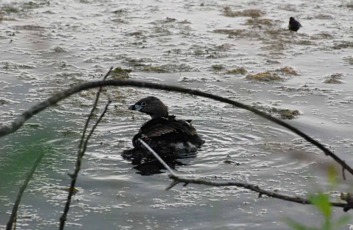 Pied-billed Grebe - Max Thayer