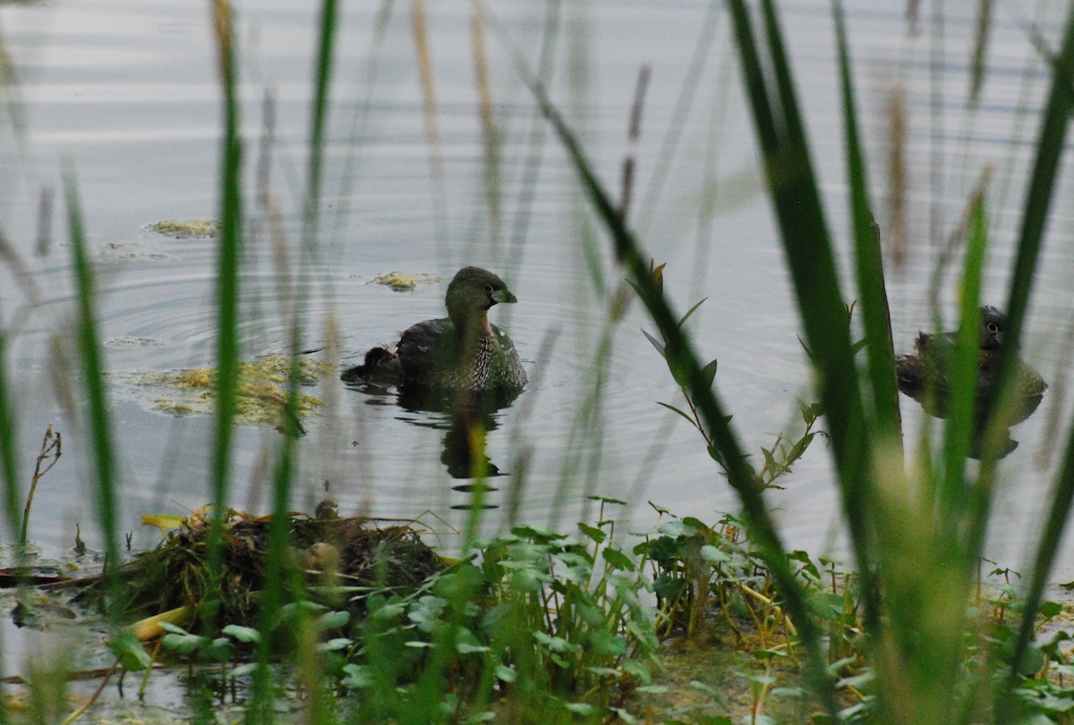 Pied-billed Grebe - ML620678814