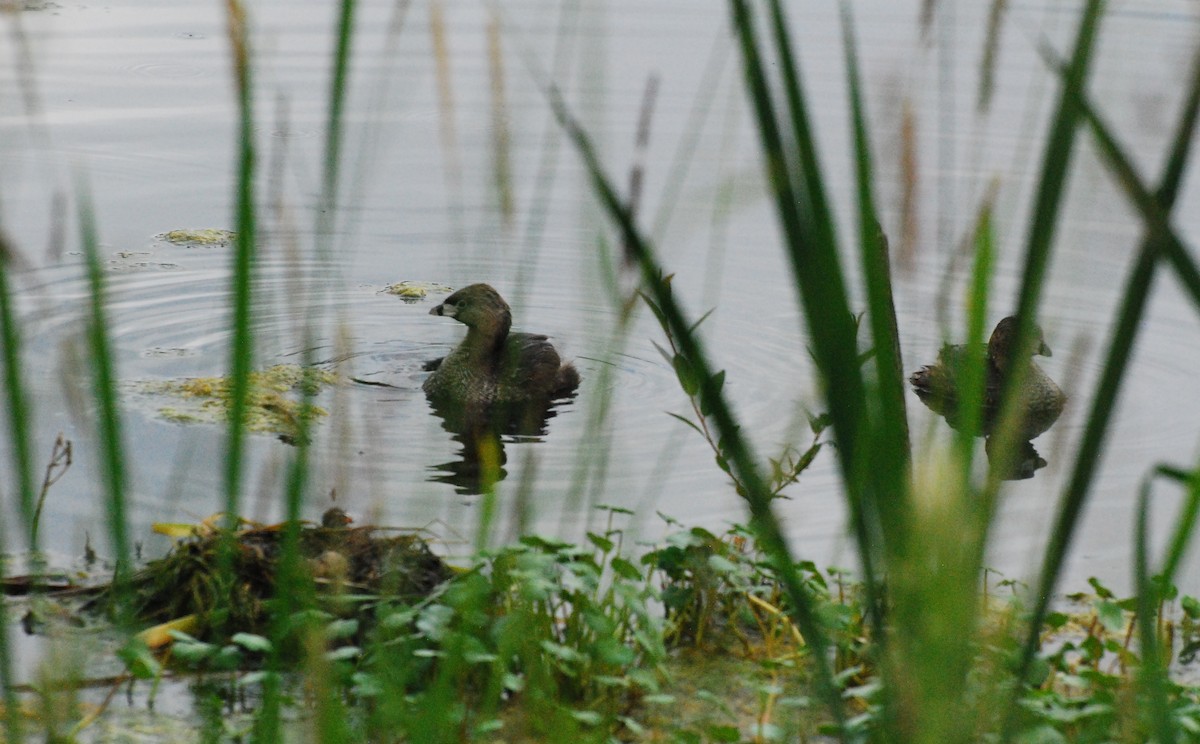 Pied-billed Grebe - ML620678816