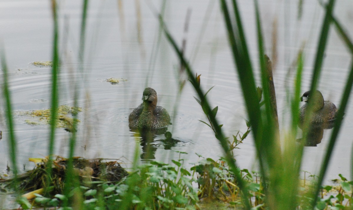 Pied-billed Grebe - ML620678819