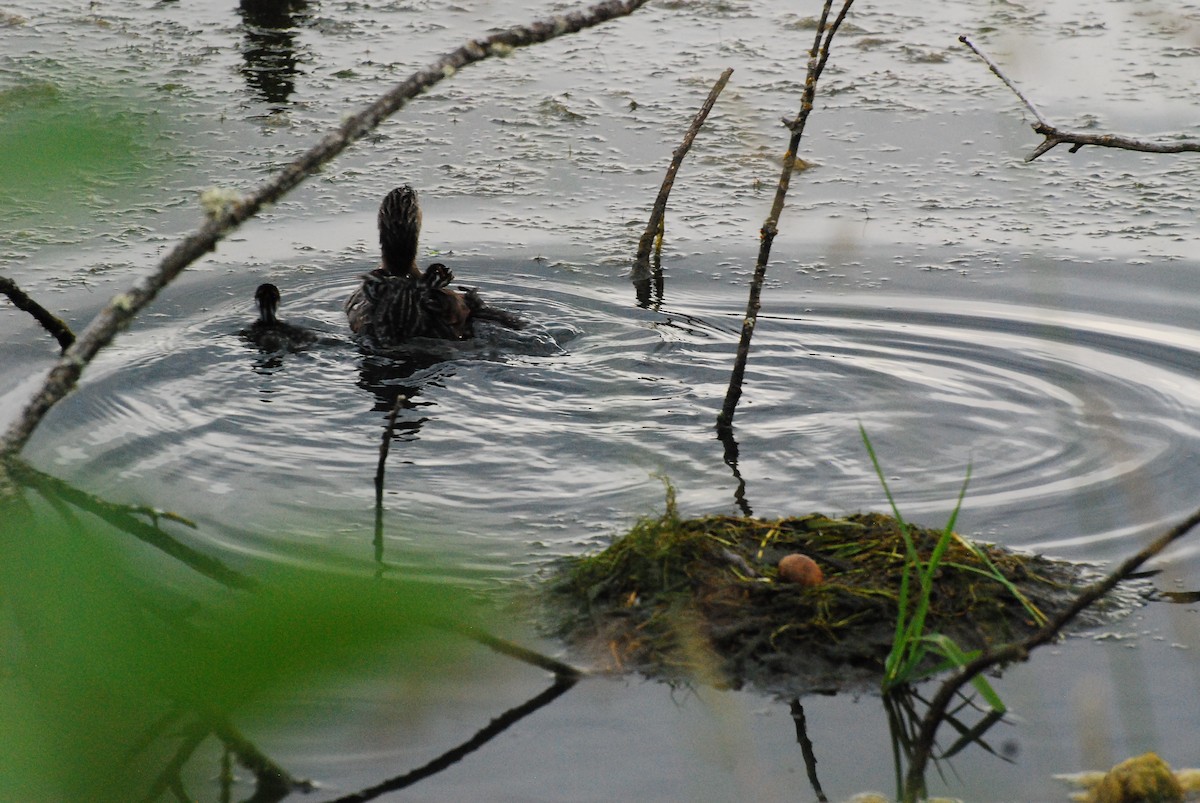 Pied-billed Grebe - ML620678822